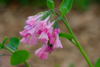 Mertensia virginica (Virginia ‘Pink’ Bells)