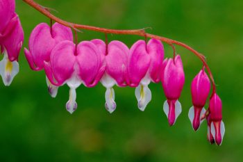 Lamprocapnos spectabilis (Bleeding Heart)