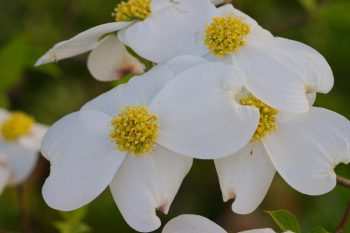 Dogwood Teapot - Tea and Whimsey