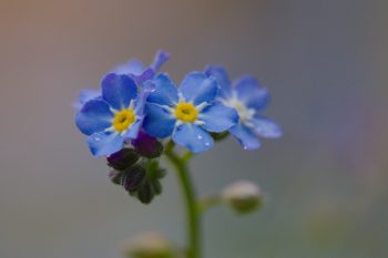 Alpine forget-me-not (Myosotis alpestris) Flower, Leaf, Care, Uses -  PictureThis