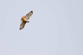 Red-tailed Hawk (Buteo jamaicensis)