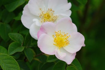 Rose ‘Dupontii’ (Snow-bush Rose)