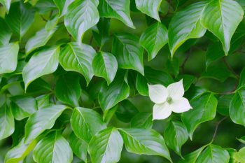 Cornus kousa (Kousa Dogwood)