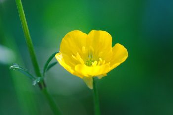 Buttercup (Ranunculus species)