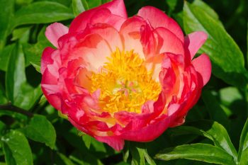 Peony ‘Coral Sunset’