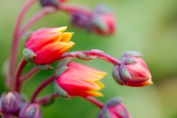 Echeveria Flowers