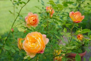 Rose ‘Lady of Shalott’