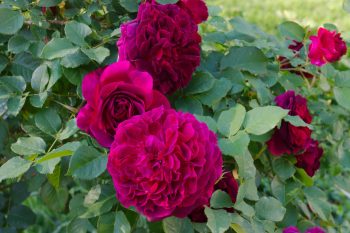 Rose ‘Munstead Wood’