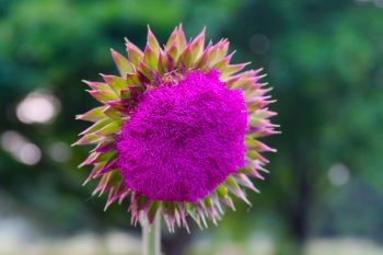 <em>Carduus nutans</em> (Musk Thistle)