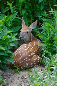 Eastern White-tailed Deer Faun (Odocoileus virginianus)