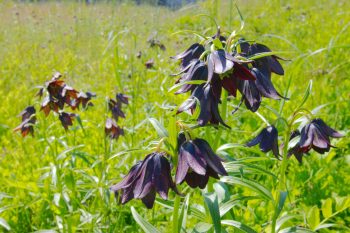 Chocolate lily (Fritillaria camschatcensis)