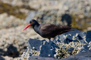  Black Oystercatcher (Haematopus bachmani)