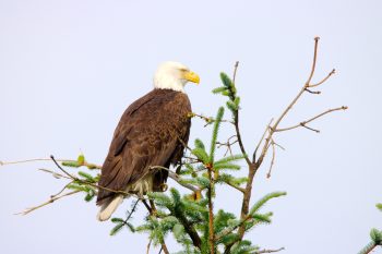 Bald Eagle (Haliaeetus leucocephalus)