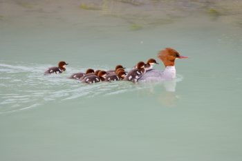 Common Merganser and Ducklings (Mergus merganser)