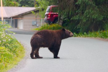 Cinnamon Bear (Ursus americanus)