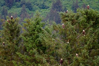 Ten Eagles in Two Trees