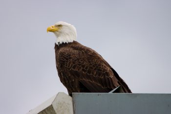 Bald Eagle