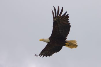 Bald Eagle