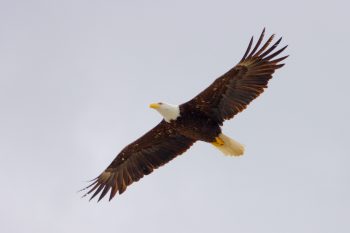 Bald Eagle