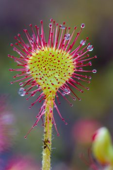 <em>Drosera rotundifolia</em>  (Round-leaved Sundew)