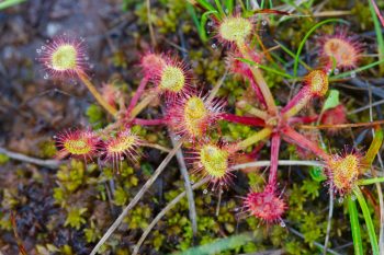 <em>Drosera rotundifolia</em>  (Round-leaved Sundew)