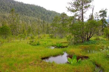 Dan Moller Trail Muskeg