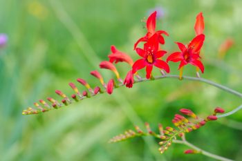 Flowers and Plants