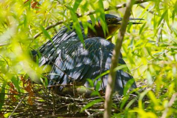 Green Heron (<em>Butorides virescens</em>)