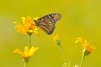 Monarch (Danaus plexippus)