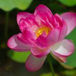 Lotus (<em>Nelumbo nucifera</em>)