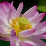 Lotus (Nelumbo nucifera)