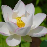 Lotus (<em>Nelumbo nucifera</em>)