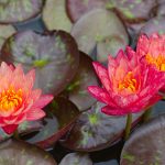 Water Lily (Nymphaea variety)