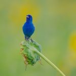 Indigo Bunting (Passerina cyanea)