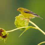 American Goldfinch (Spinus tristis)