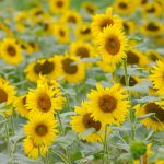 McKee-Besher's Sunflower Field