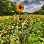 McKee-Besher's Sunflower Field