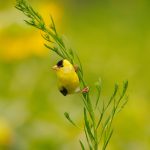 American Goldfinch (Spinus tristis)