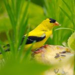 American Goldfinch (Spinus tristis)