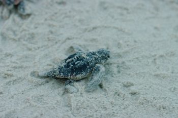 Baby Loggerhead Turtle (Caretta caretta)