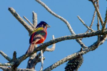 Painted Bunting (Passerina ciris)