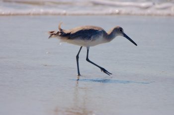 Willet (Tringa semipalmata)