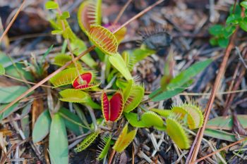 Dionaea muscipula (Venus Flytrap)