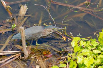 Green Heron (Butorides virescens)