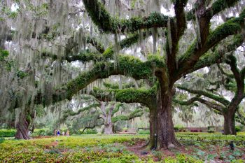 Brookgreen Gardens