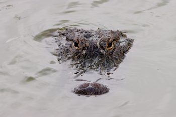 American alligator (Alligator mississippiensis)