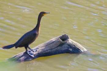 Nannopterum auritum (Double-crested Cormorant)