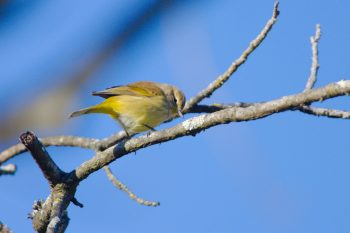 Palm Warbler (Setophaga palmarum)