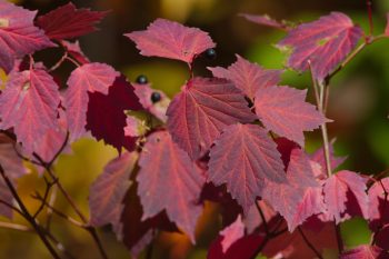 Viburnum acerifolium (Mapleleaf Viburnum)