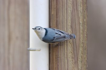 White-breasted Nuthatch